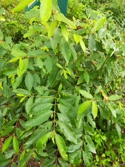 Callicarpa formosana formosana