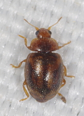 Rhyzobius chrysomeloides