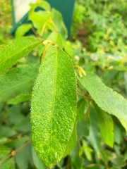 Callicarpa formosana formosana