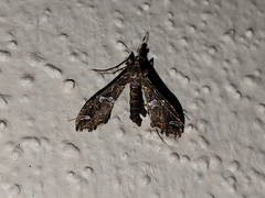 Lineodes