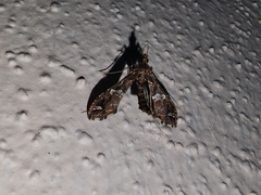 Lineodes