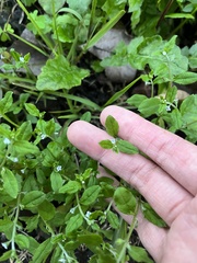 Bothriospermum zeylanicum