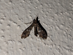 Lineodes
