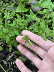 Bothriospermum zeylanicum