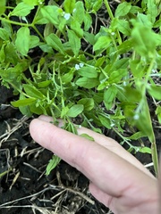 Bothriospermum zeylanicum