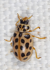 Anisosticta novemdecimpunctata