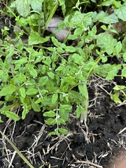 Bothriospermum zeylanicum