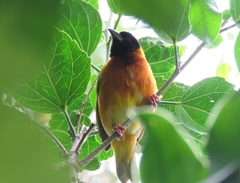 Ploceus melanocephalus