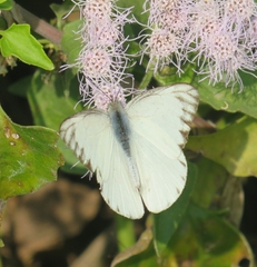 Appias libythea olferna