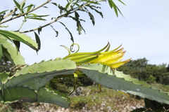 Selenicereus costaricensis