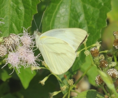 Appias libythea olferna