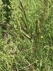 Tragopogon pratensis