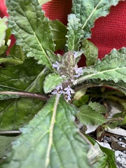 Ajuga taiwanensis