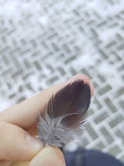 Corvus monedula soemmerringii