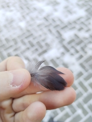 Corvus monedula soemmerringii