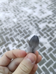 Corvus monedula soemmerringii