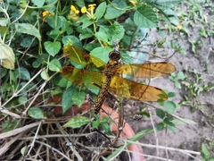 Perithemis