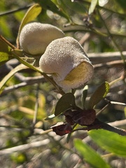 Exobasidium ferrugineae