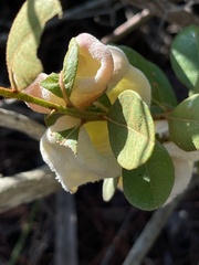 Exobasidium ferrugineae