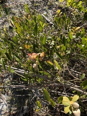 Exobasidium ferrugineae