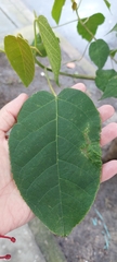 Croton coriaceus