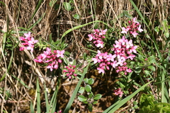 Daphne cneorum