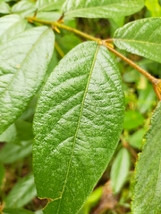 Callicarpa formosana formosana