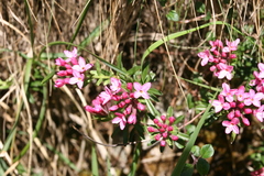Daphne cneorum