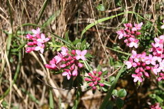 Daphne cneorum