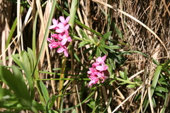 Daphne cneorum