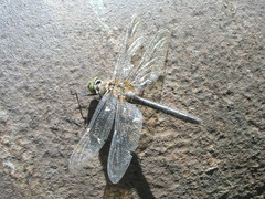 Cordulia aenea aenea