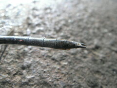 Cordulia aenea aenea