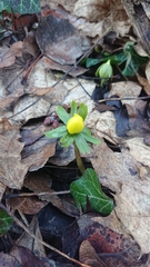 Eranthis hyemalis