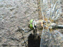 Cordulia aenea aenea