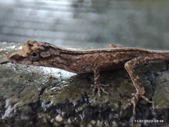 Anolis nebulosus