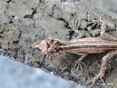 Anolis nebulosus