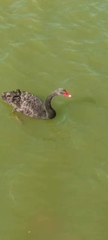 Cygnus atratus