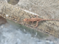 Anolis nebulosus