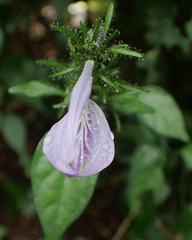 Isoglossa cooperi