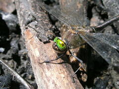 Cordulia aenea aenea