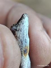 Anolis nebulosus