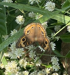 Junonia neildi varia