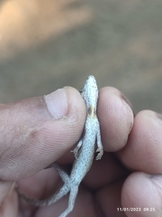 Anolis nebulosus