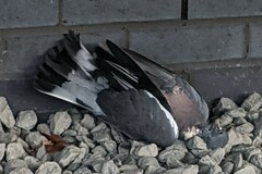 Columba palumbus palumbus