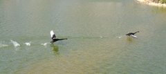 Cygnus atratus
