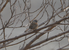 Emberiza godlewskii