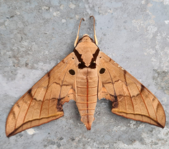 Ambulyx substrigilis