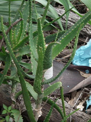 Aloe dawei