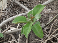 Pereskia aculeata