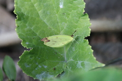 Image of Pyrisitia leuce